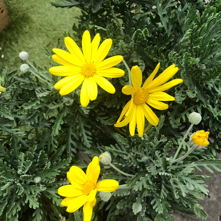 Euryops Pectinatus 1.5L - Shrubs - Windyridge Garden Centre