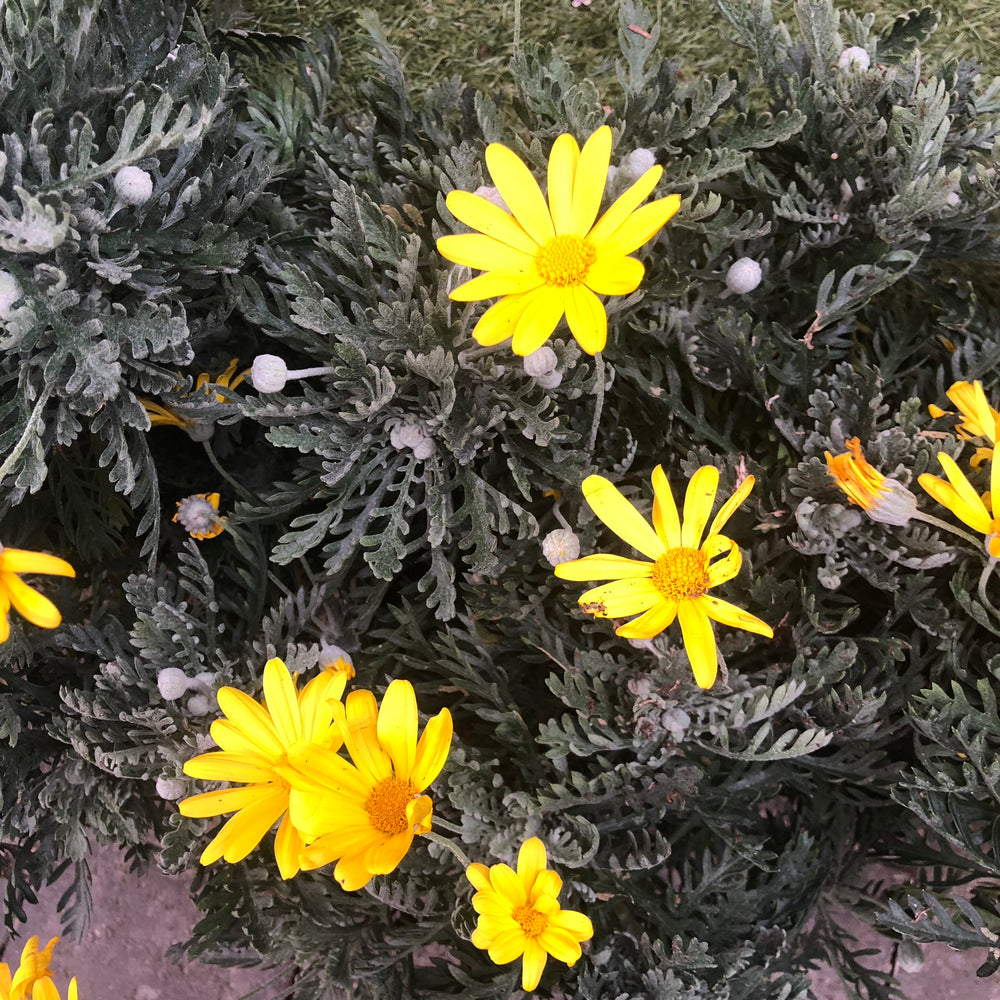 Euryops Pectinatus 1.5L - Shrubs - Windyridge Garden Centre