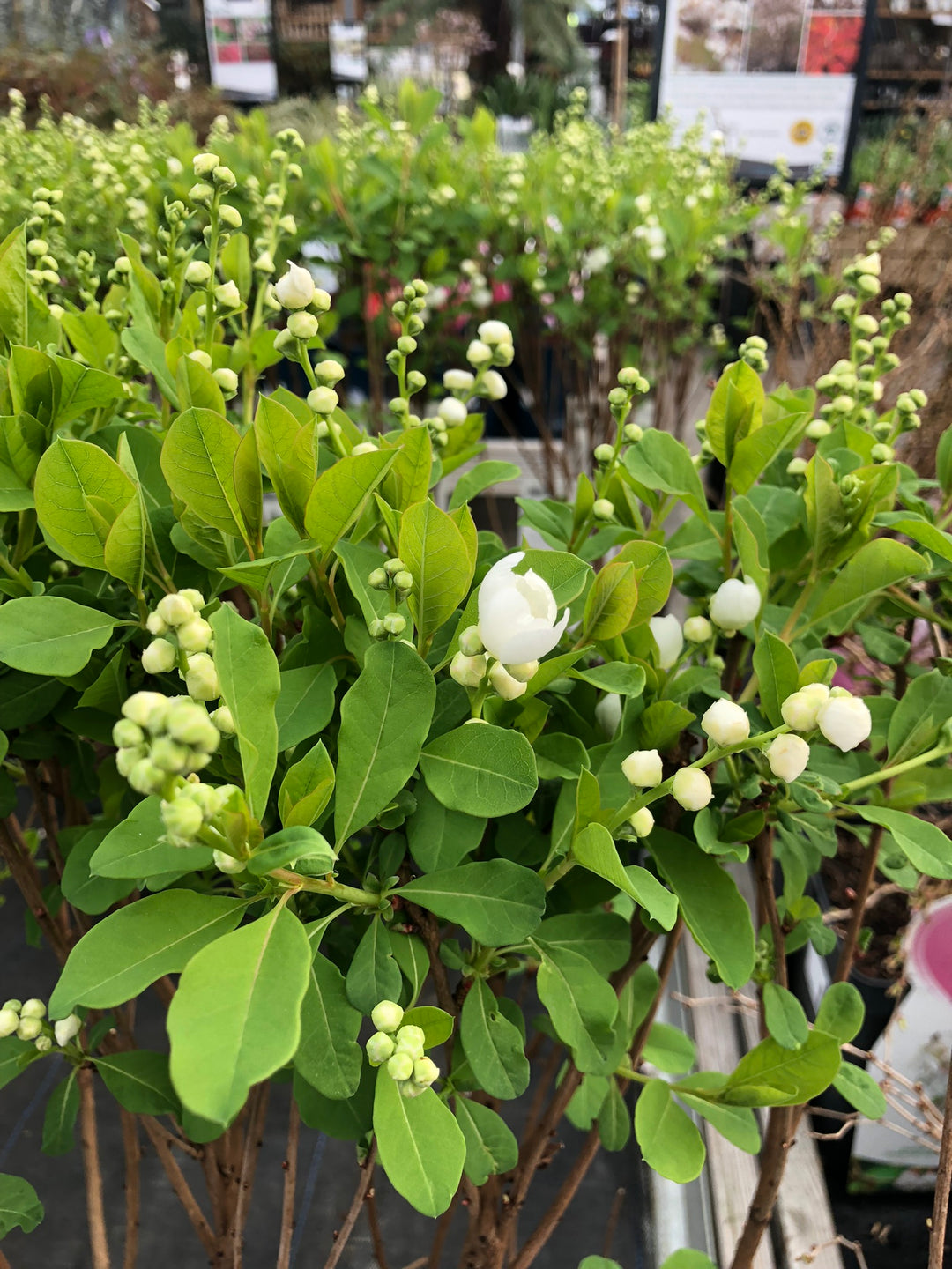 Exochorda r. Magical Springtime