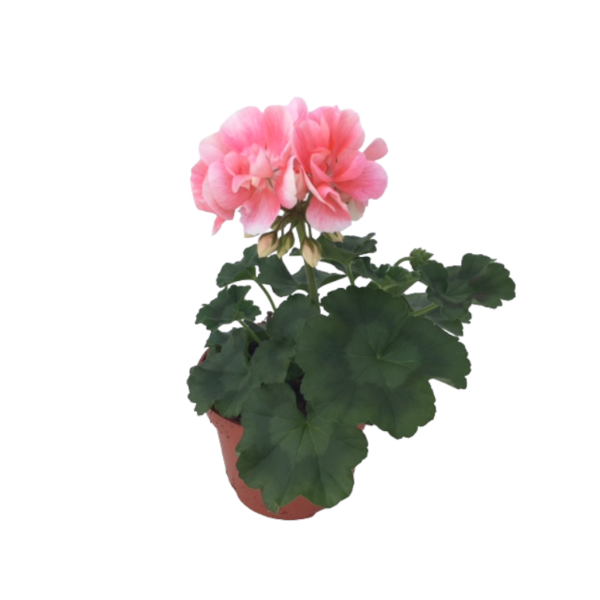 Geranium Salmon