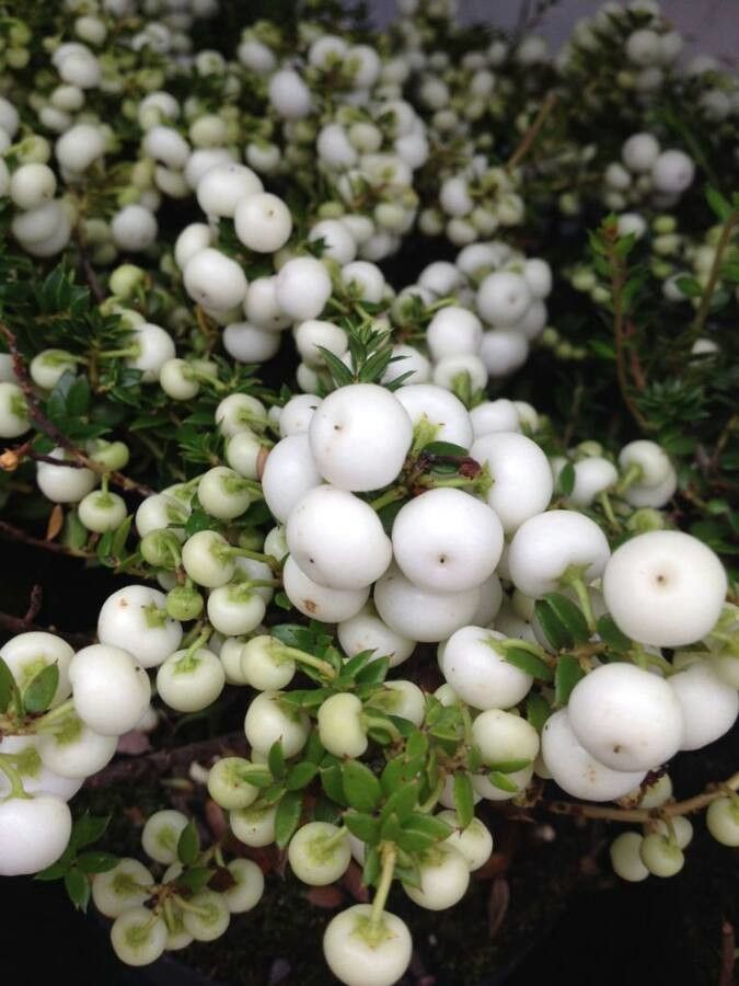 Gaultheria mucronata