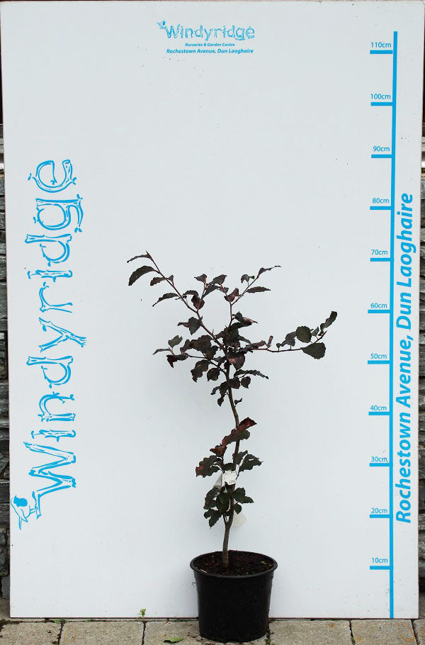 Fagus sylvatica Atropurpurea