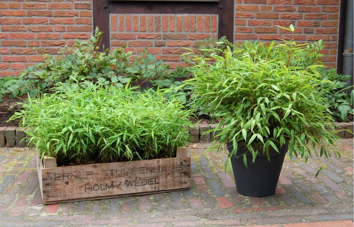 Fargesia Murieliae  4 Ltr Pot - Hedging - Windyridge Garden Centre