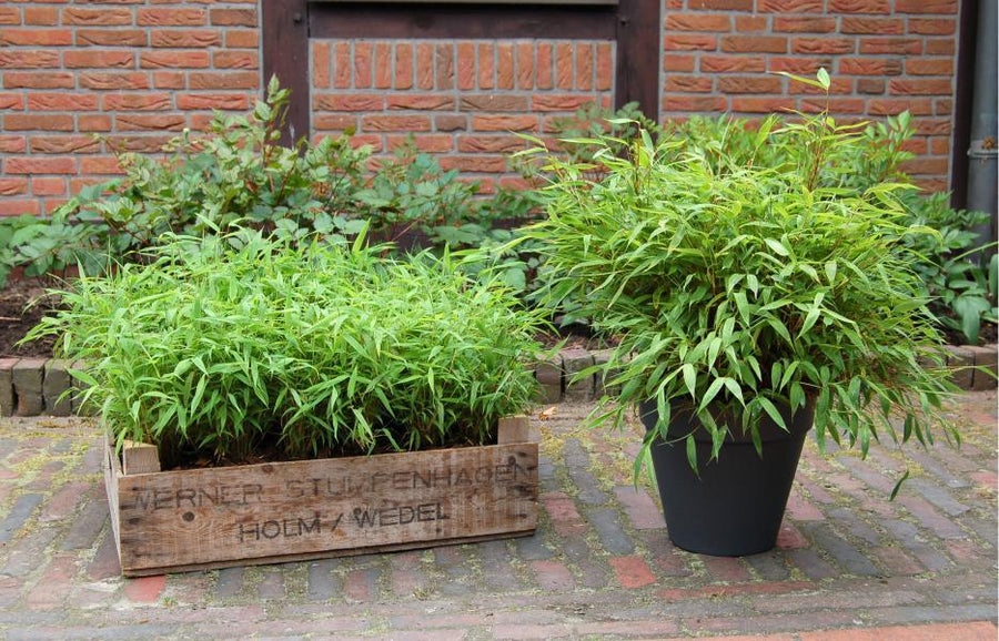 Fargesia Murieliae  4 Ltr Pot - Hedging - Windyridge Garden Centre