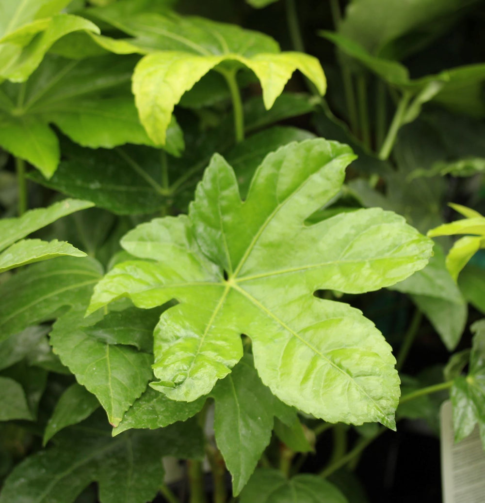 Fatsia Japonica - Shrubs - Windyridge Garden Centre