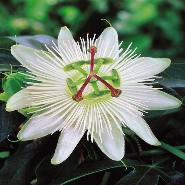 PASSIFLORA C. CONSTANCE ELLIOTT