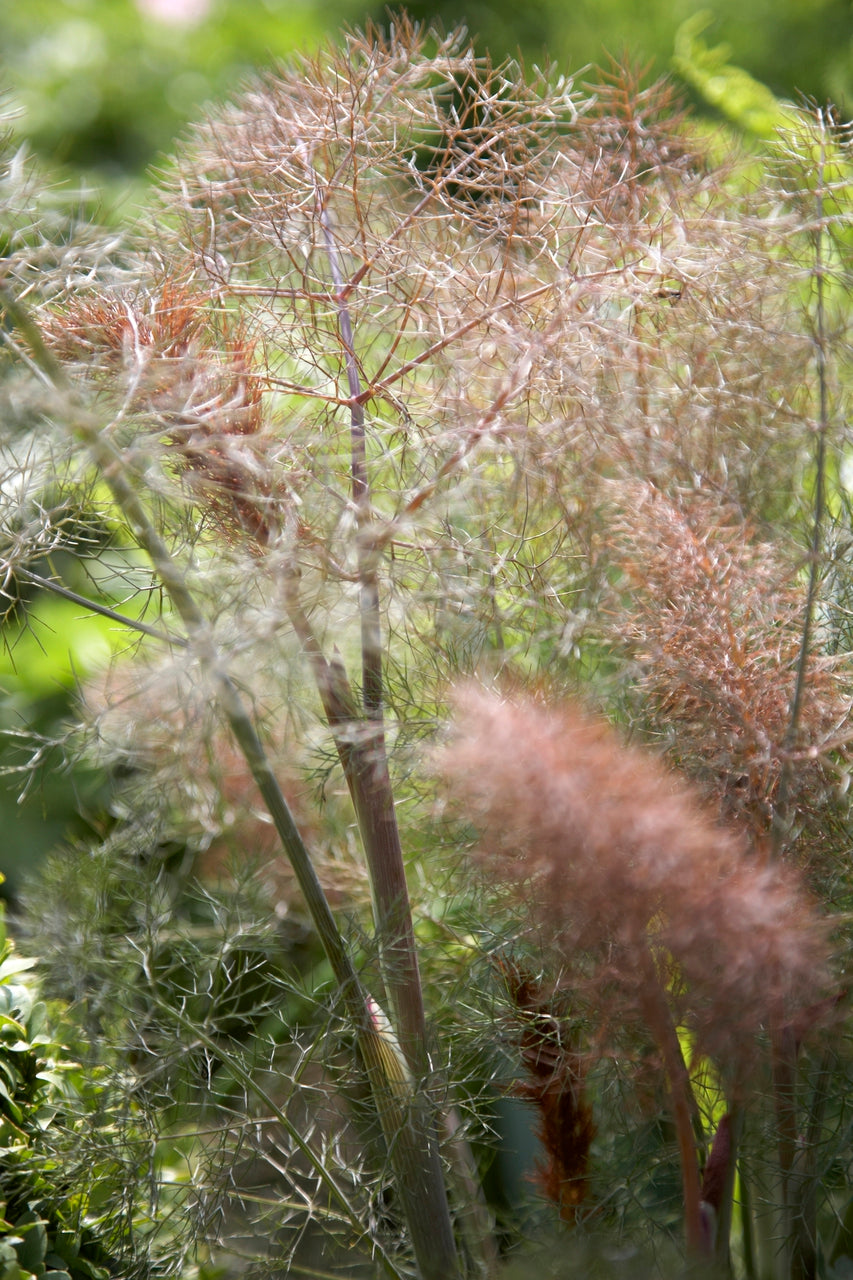 Bronze Fennel