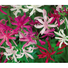 Nerine Fireworks Fusion 5 - Bulbs - Windyridge Garden Centre