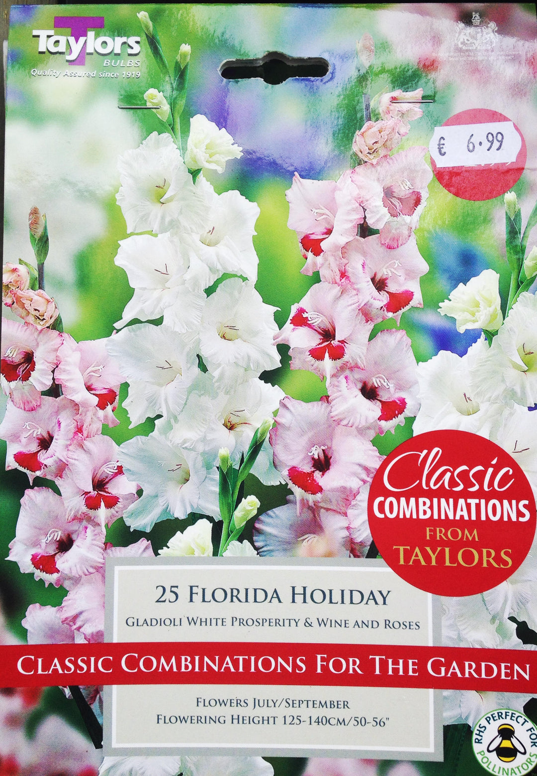 CLASSIC COMB GLADIOLI FLORIDA HOLIDAY 10-12