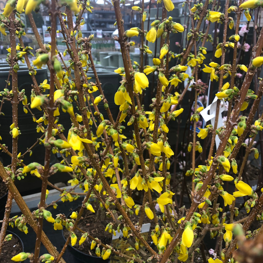 FORSYTHIA INT. GOLDRUSH