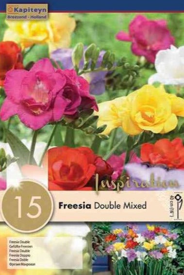 FREESIA DOUBLE MIXED COLOURS 15