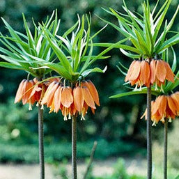 Fritillaria imperalis Aurora