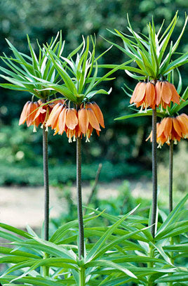 1 FRITILLARIA IMPERIALIS AURORA   LOOSE