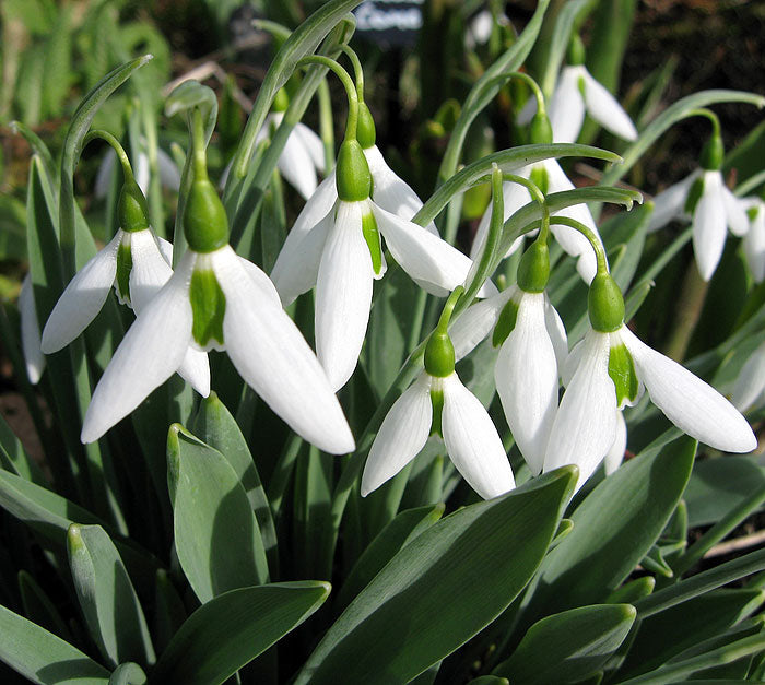 GALANTHUS ELWESII 7