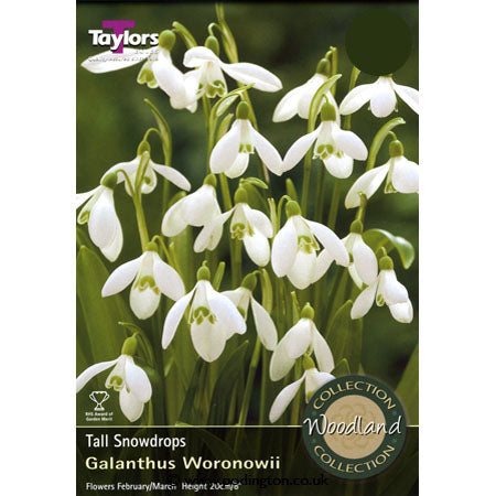 GALANTHUS WORONOWII