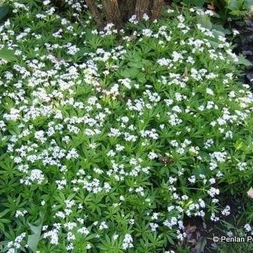 Galium odoratum