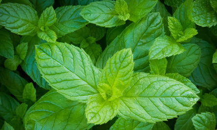 Mint, Garden