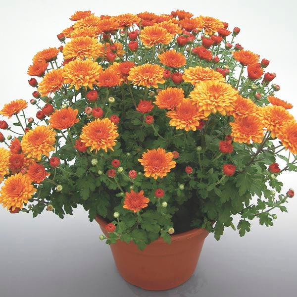 Chrysanthemum- Herbaceous - Windy Ridge Garden Centre