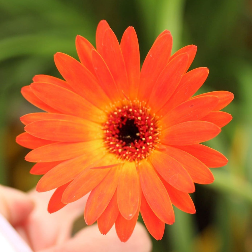 Garvinea Sweet Sunset - Herbaceous - Windyridge Garden Centre