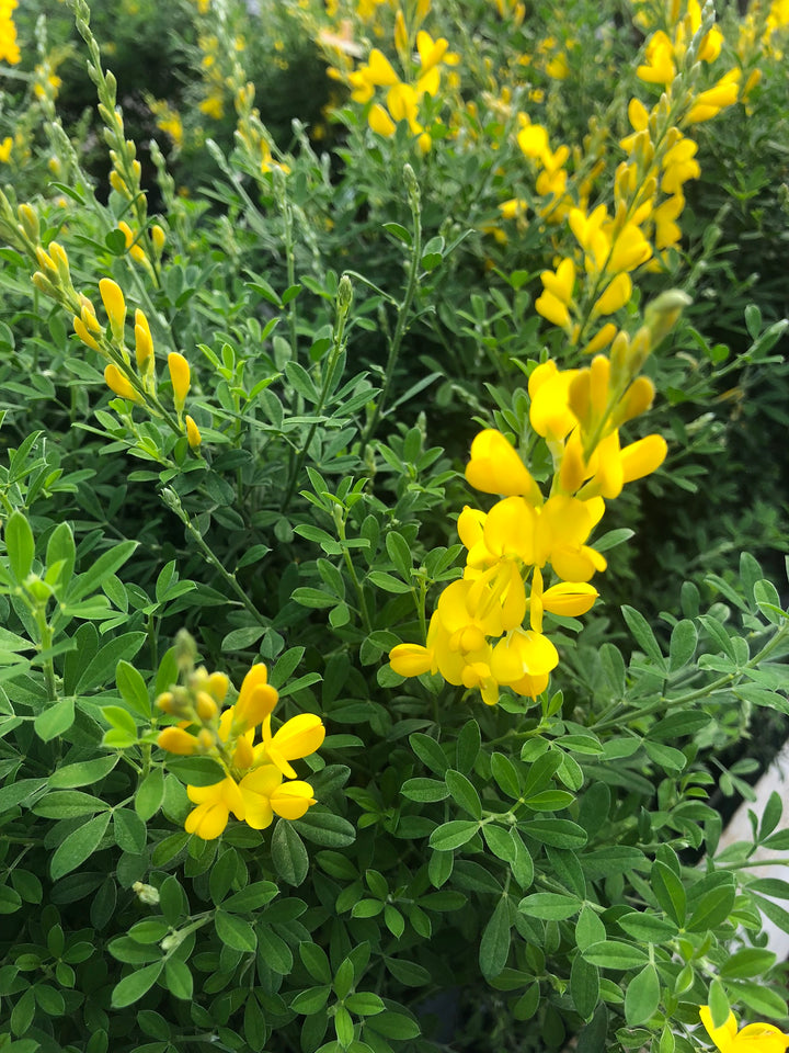 Genista Hispanica - Shrubs - Windyridge Garden Centre