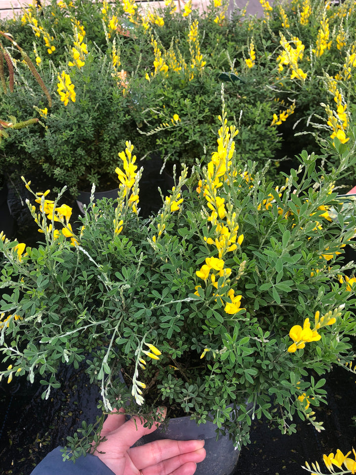 Genista Hispanica - Shrubs - Windyridge Garden Centre