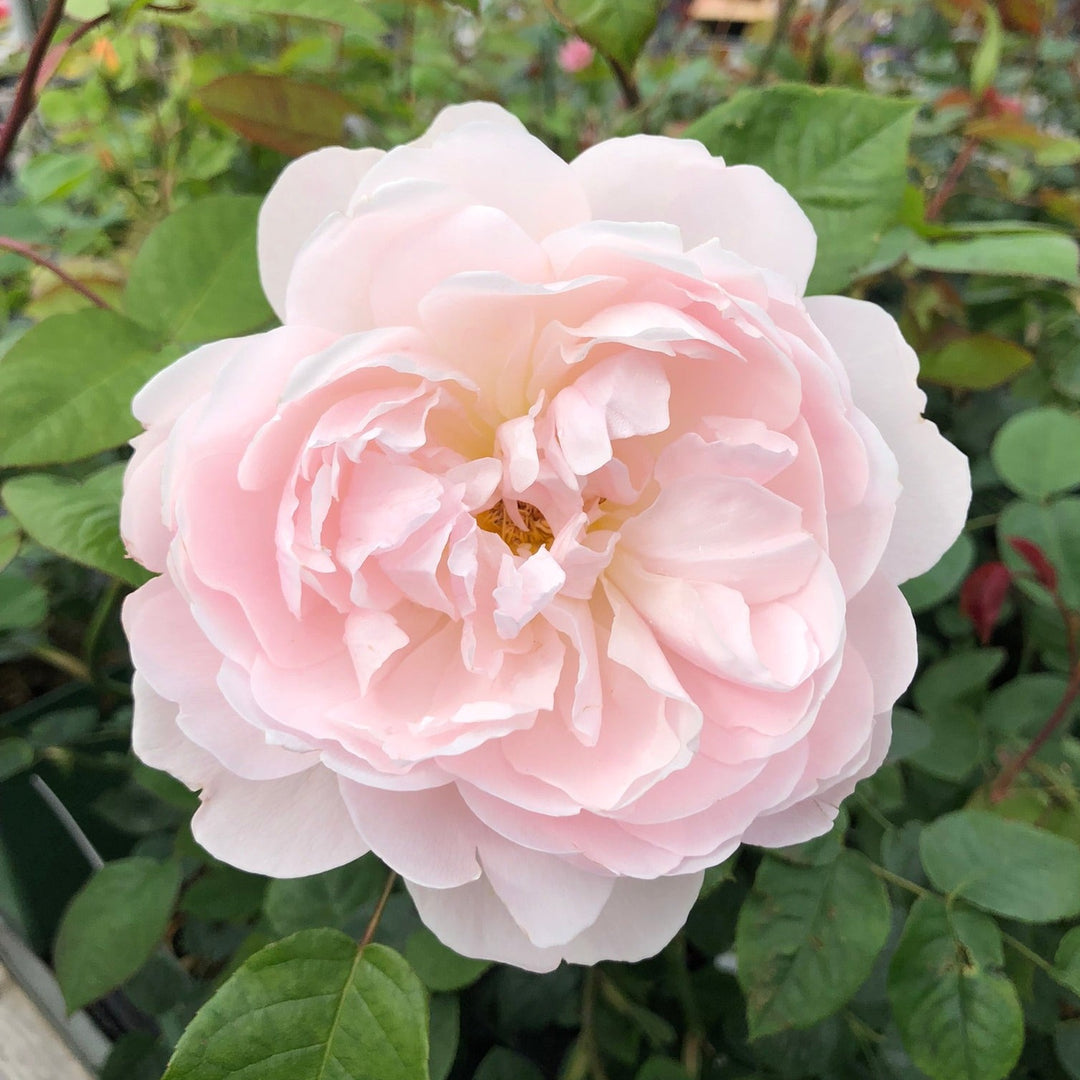 David Austin Rosa Gentle Hermione