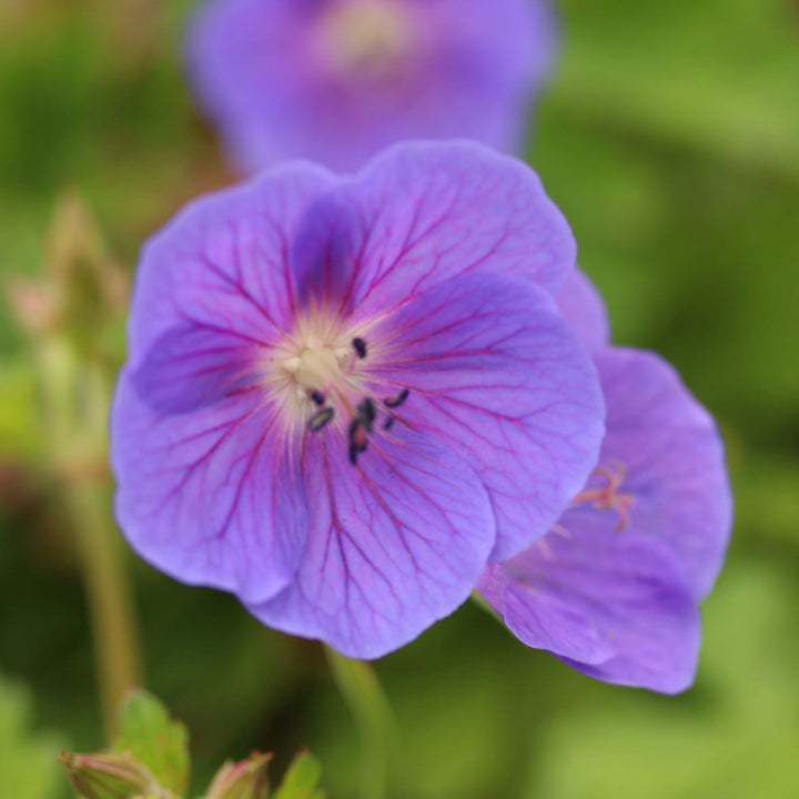 Geranium Johnsons Blue