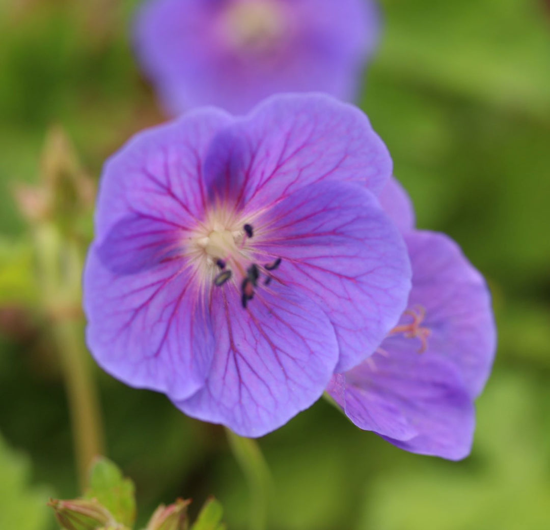 Geranium Johnsons Blue -  - Windyridge Garden Centre
