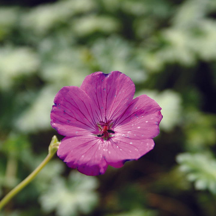 Geranium Janette
