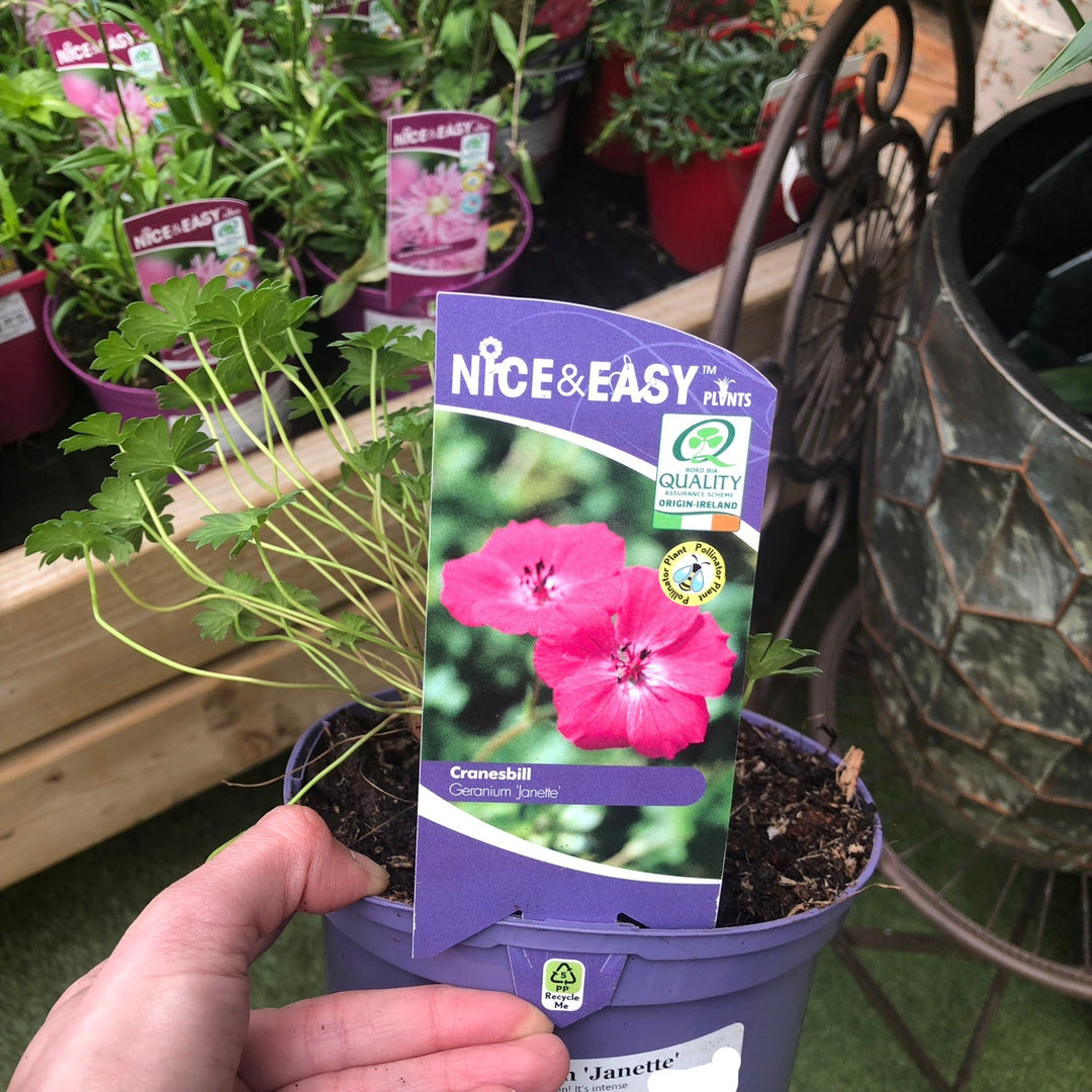 Geranium Janette