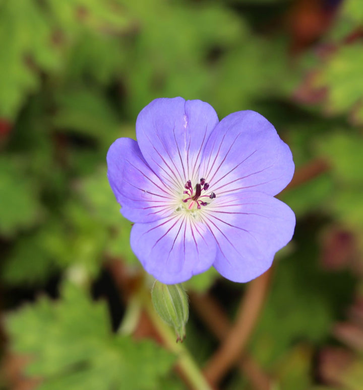 GERANIUM ROZANNE