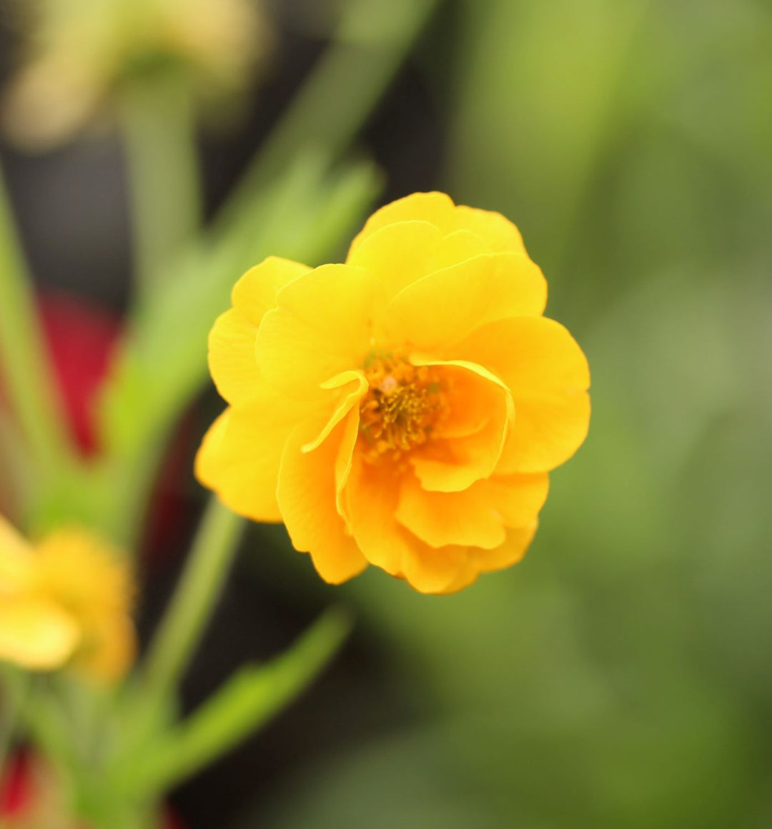 Geum Chiloense Lady Stratheden -  - Windyridge Garden Centre
