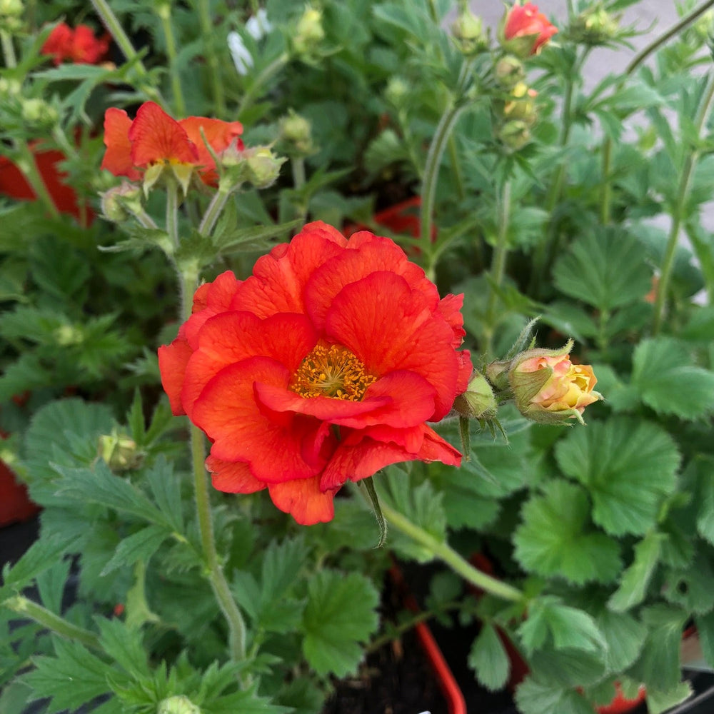 Geum Fiery Tempest - Herbaceous - Windyridge Garden Centre