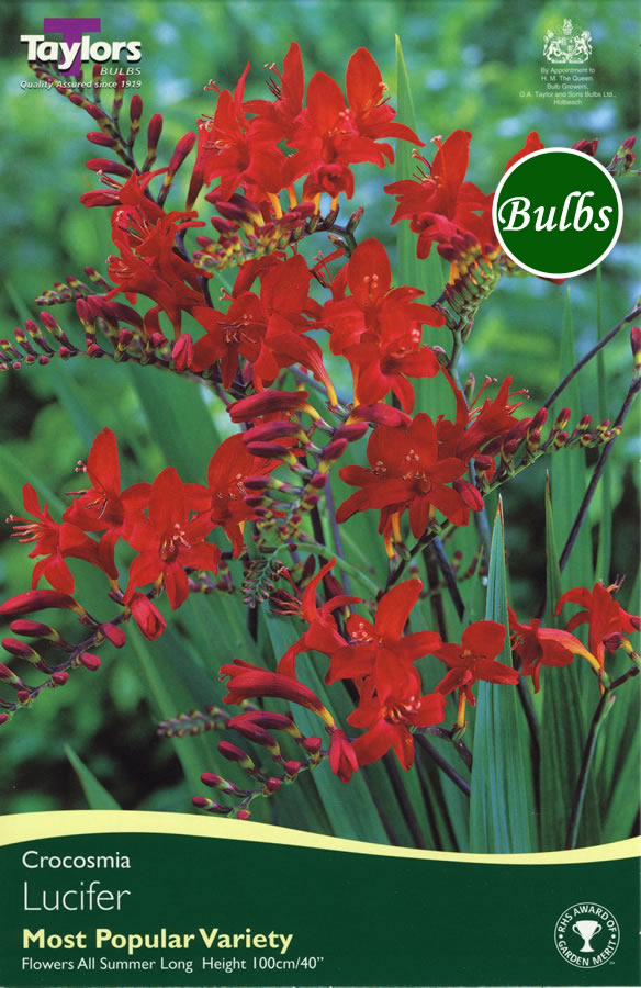 Crocosmia Lucifer 15 - Bulbs - Windyridge Garden Centre