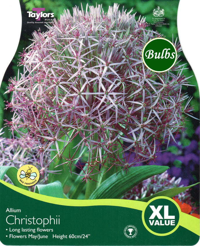 ALLIUM CRISTOPHII 18