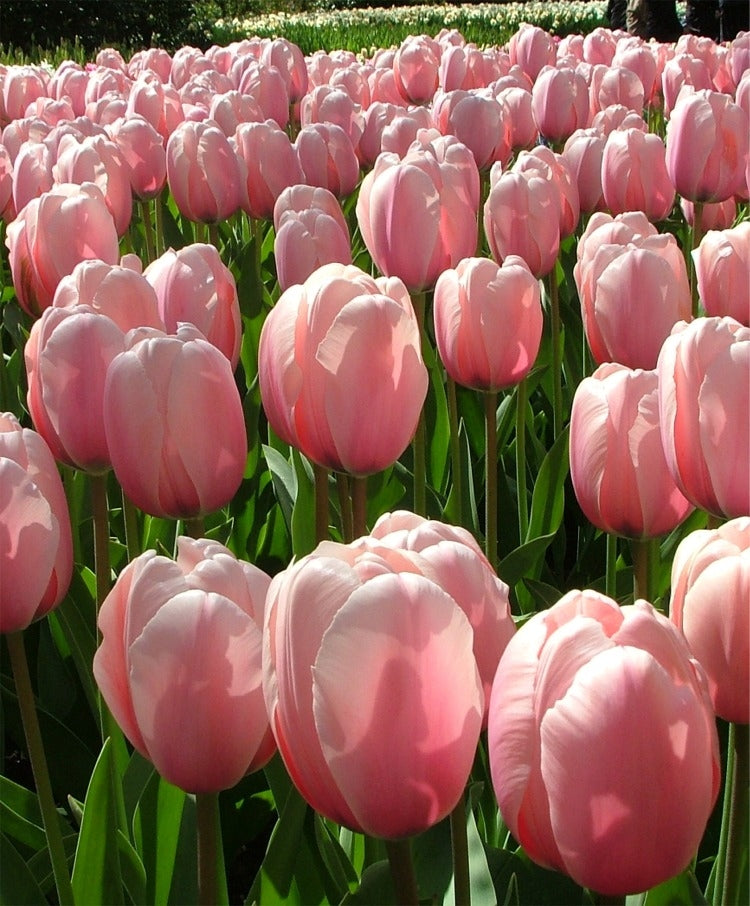 TULIP SALMON IMPRESSION 10 TRAY