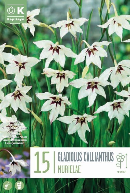 GLADIOLUS CALLIANTHUS 15