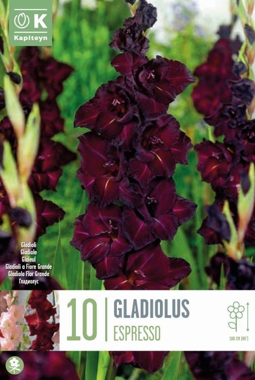 GLADIOLUS ESPRESSO x 10