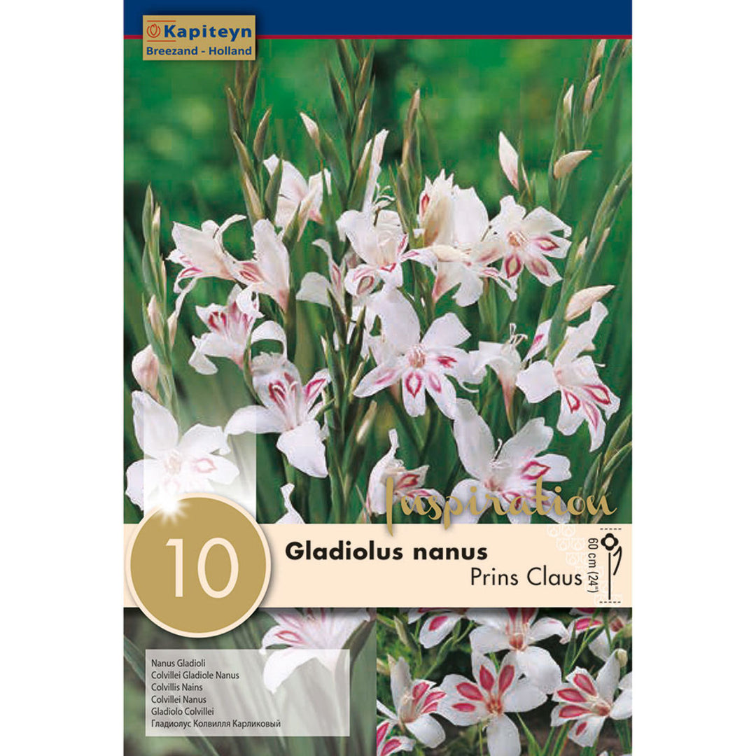 GLADIOLUS PRINS CLAUS 10