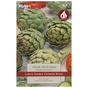 1 GLOBE ARTICHOKE