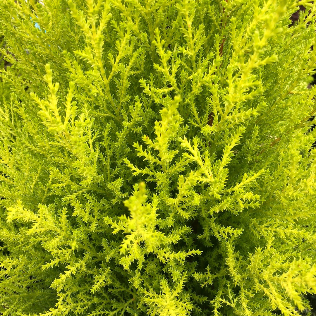 Cupressus-m-(Goldcrest)-Wilma