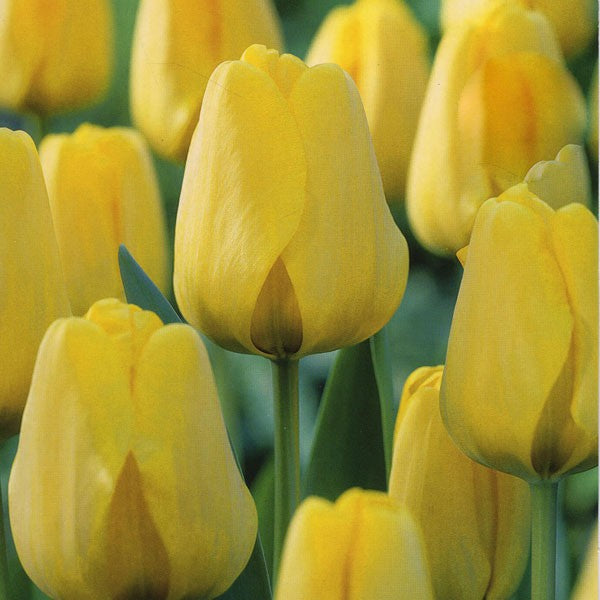 TULIPA NOVISUN 10 Bulbs