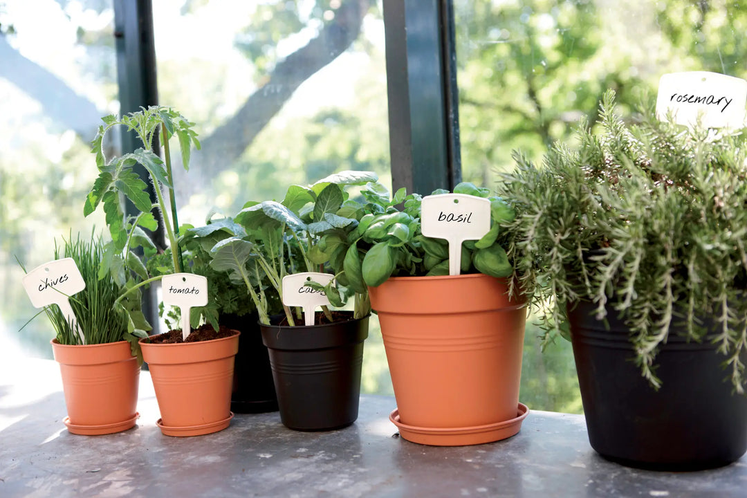 green basics growpot living black 11cm