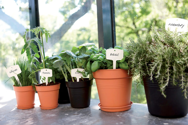 green basics growpot living black 11cm