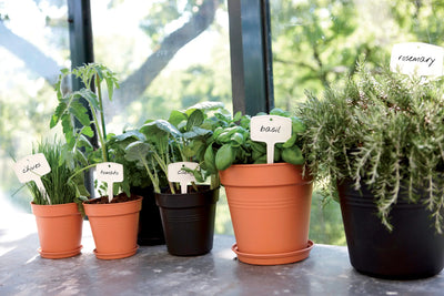 green basics growpot living black 27cm