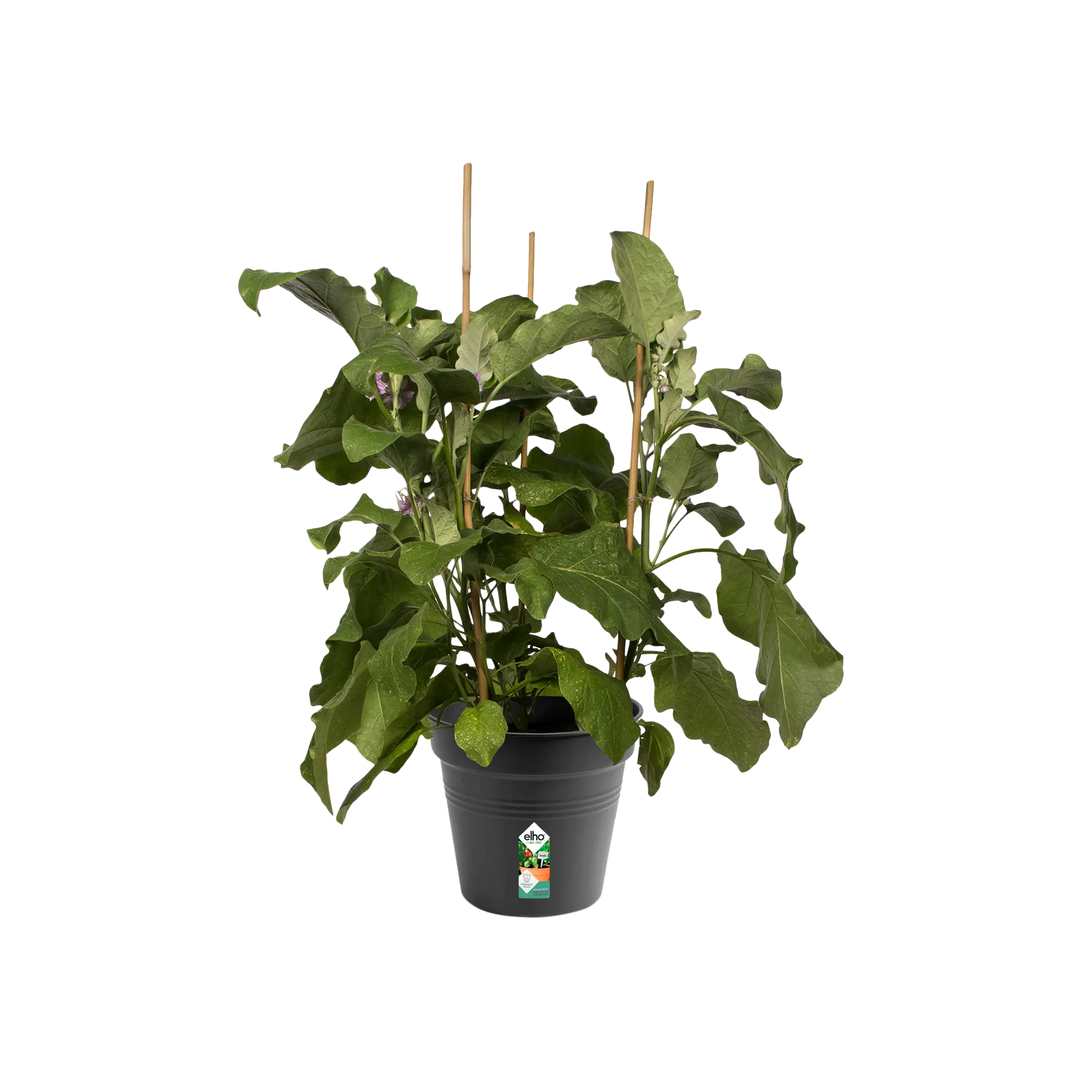 green basics growpot living black 21cm