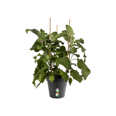 green basics growpot living black 27cm