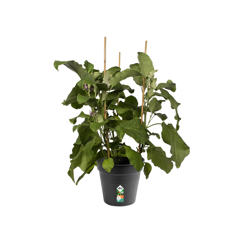 green basics growpot living black 27cm