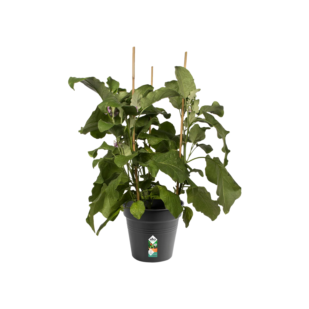 Green Basics Grow Pot Ø24cm Living Black