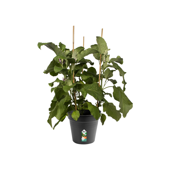 Green Basics Grow Pot Ø24cm Living Black
